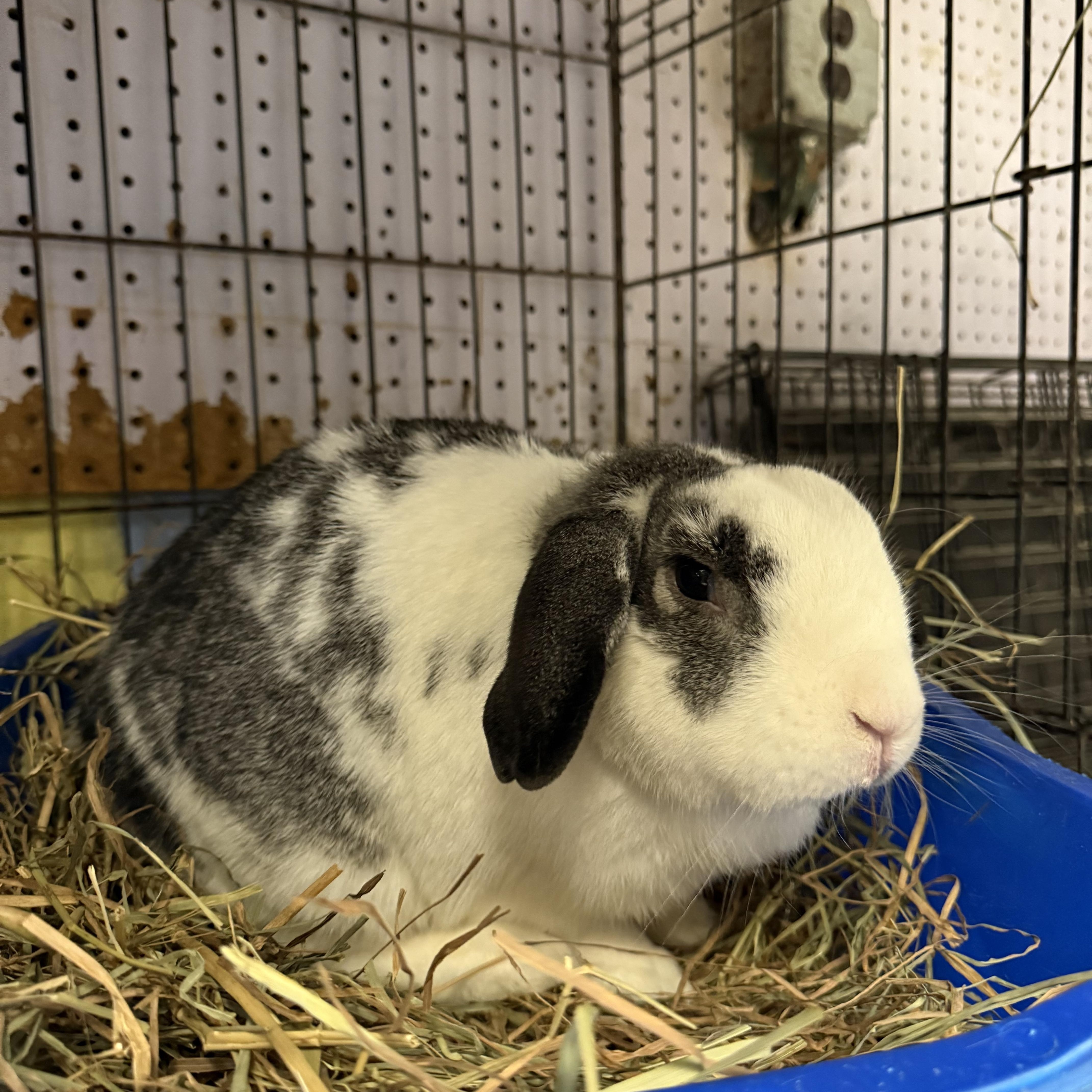 Egypt, a Adoptable French Lop in Norwalk, CT image 4/4