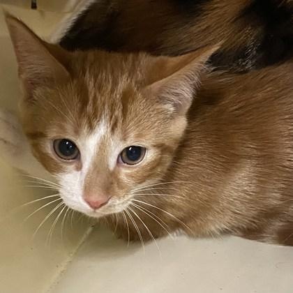 Quack, a Adoptable Domestic Short Hair in Belleville, MI image 1/2