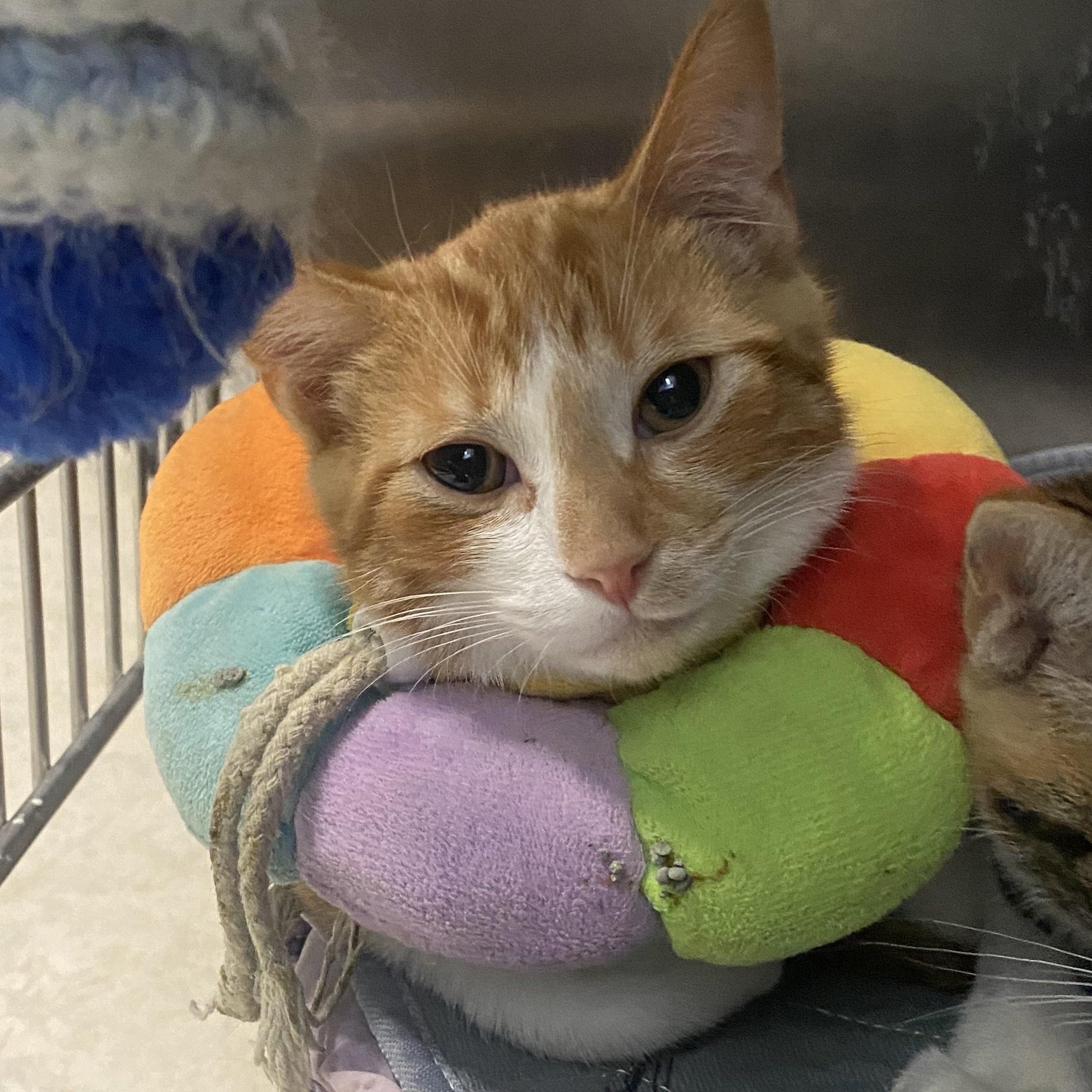 Quack, a Adoptable Domestic Short Hair in Belleville, MI image 2/2