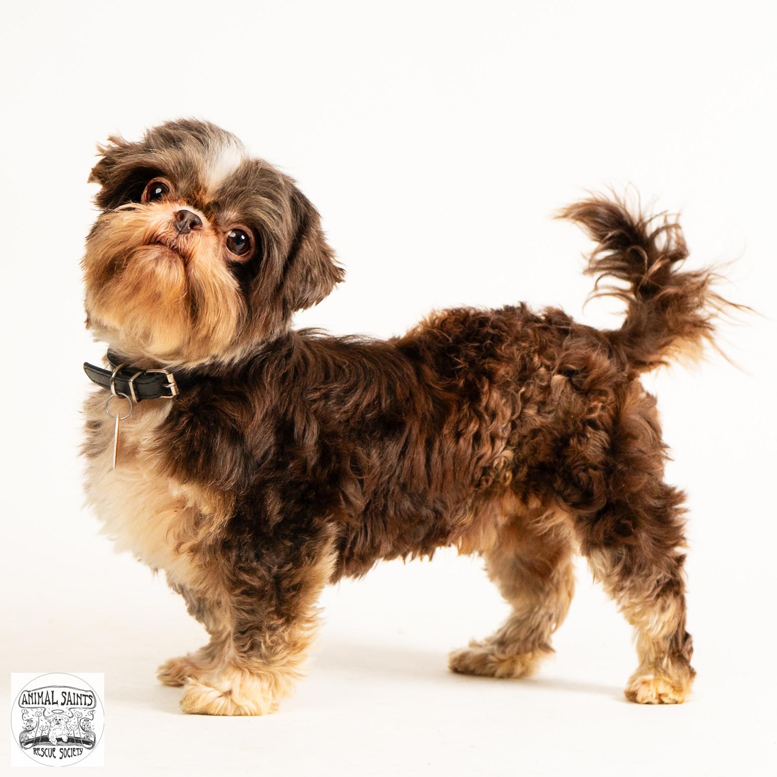 Enlarge Walter, a Adoptable Shih Tzu in Fort Montgomery, NY image 4/6