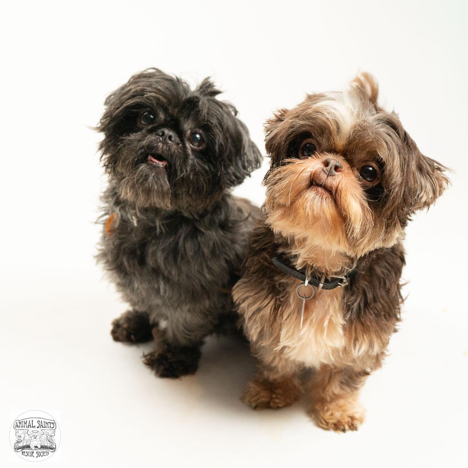 Enlarge Walter, a Adoptable Shih Tzu in Fort Montgomery, NY image 5/6