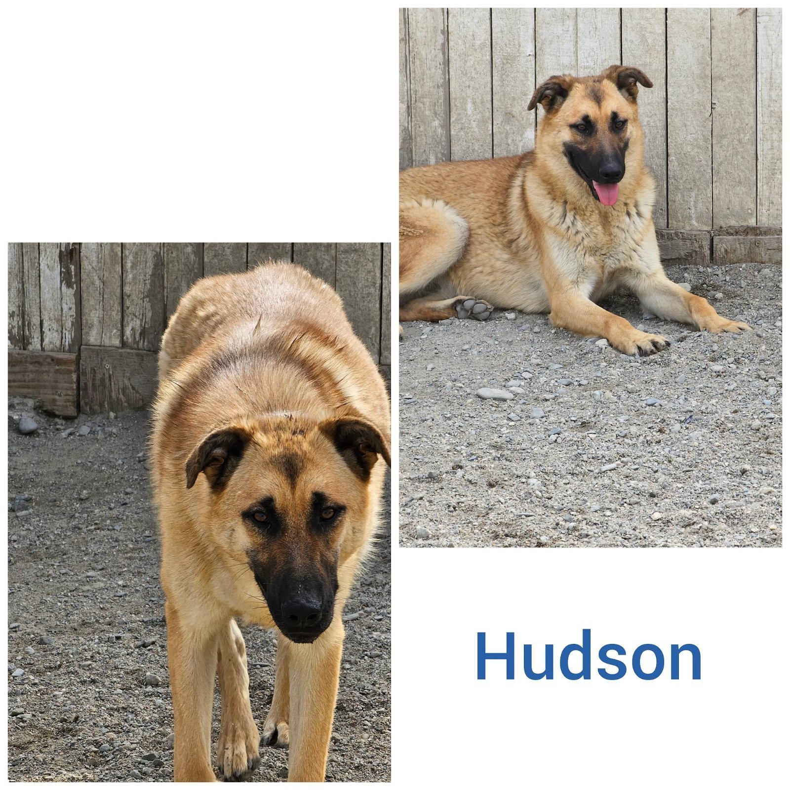 Hudson, a Adoptable mixed breed in Wrightwood, CA image 1/2