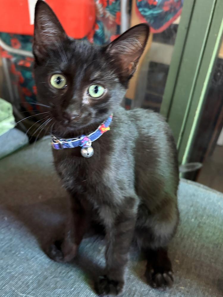 Enlarge JS kitten 6, a Adoptable Domestic Short Hair in Redlands, CA image 1/1