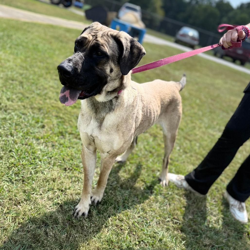 Loraine, Adoptable, Young Female Mixed Breed & Mastiff.