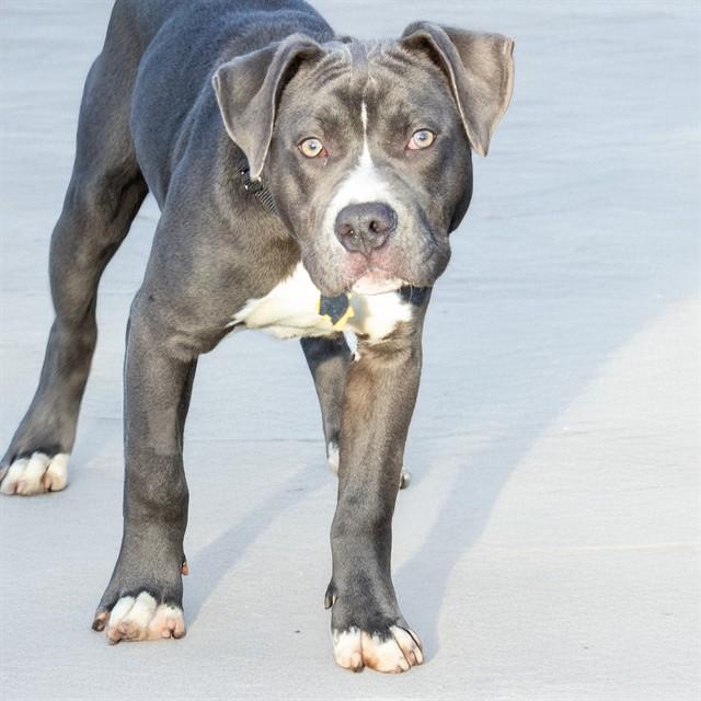 MOTO MOTO, Adoptable, Young Male Pit Bull Terrier & Mixed Breed.