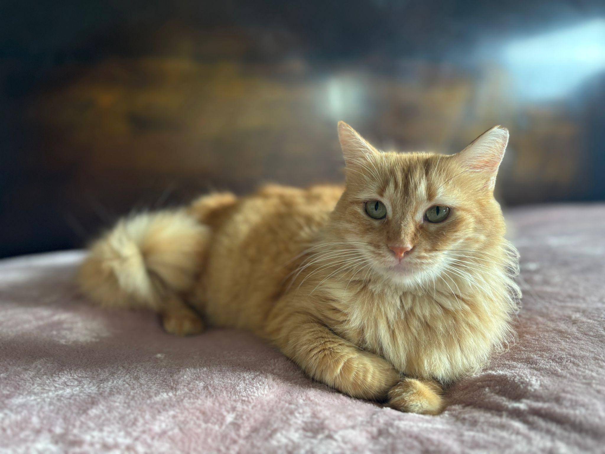 Enlarge Marina, a Adoptable Domestic Medium Hair in Yonkers, NY image 5/6
