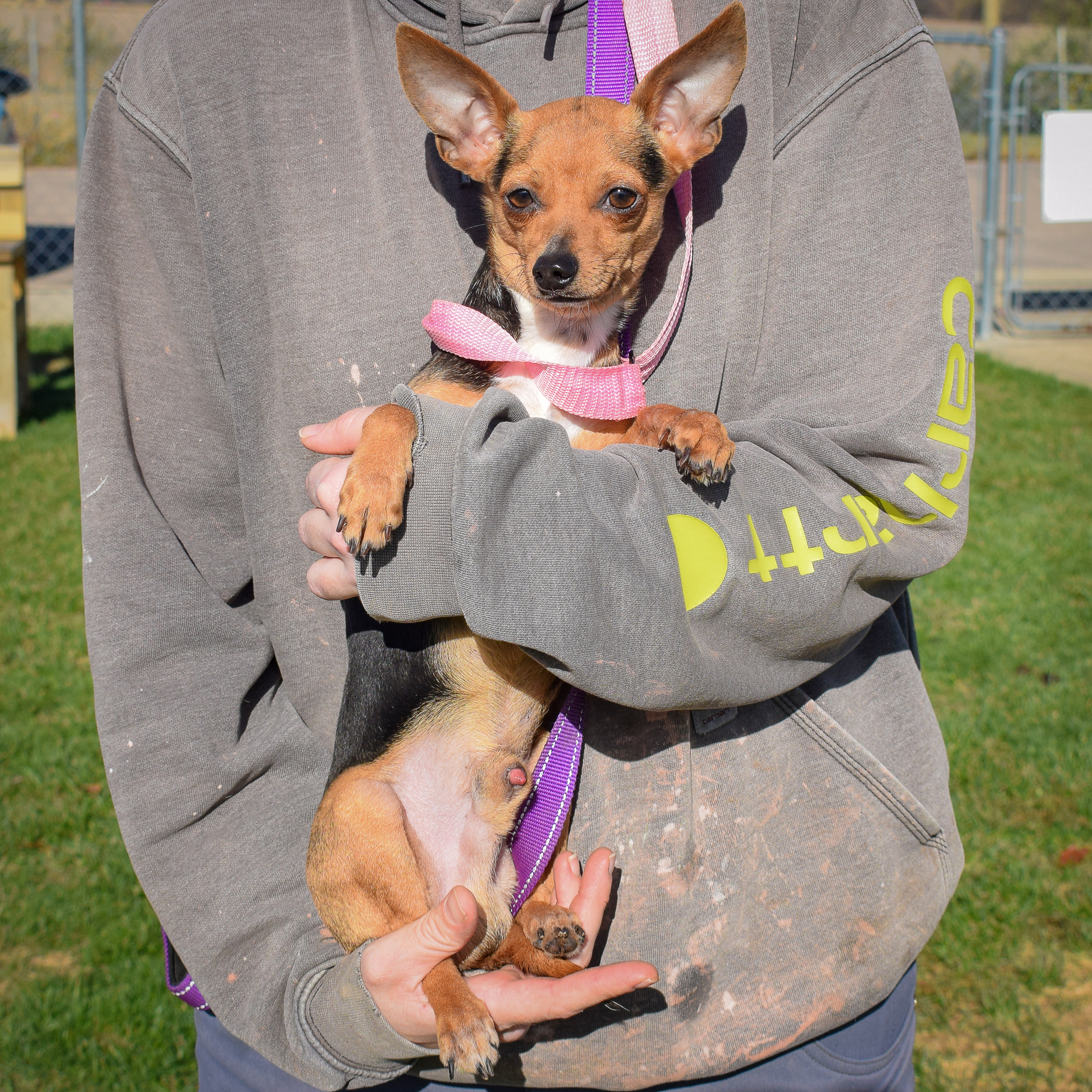 Enlarge Brock, an adoptable mixed breed in Huntley, IL image 4/5
