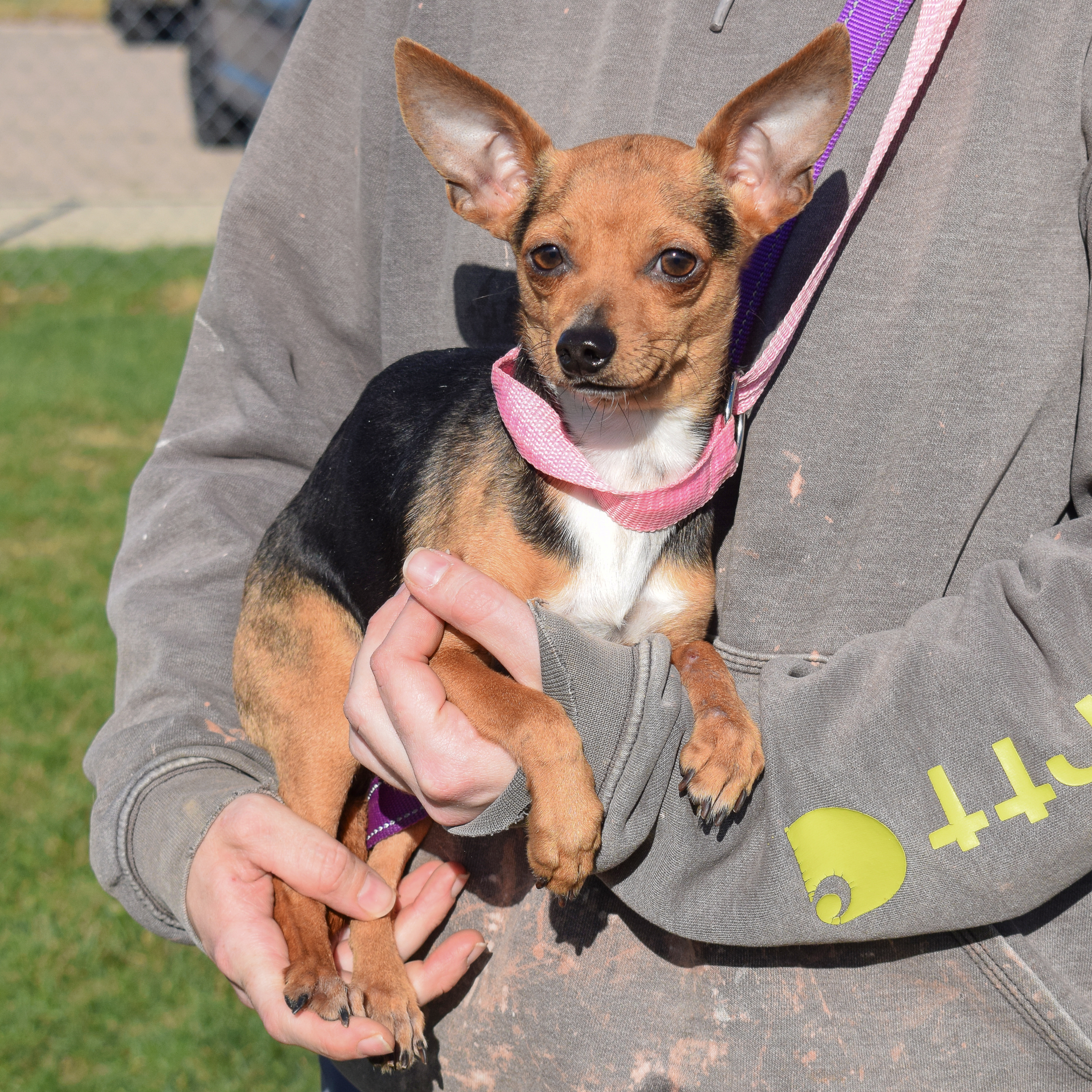 Enlarge Brock, an adoptable mixed breed in Huntley, IL image 3/5
