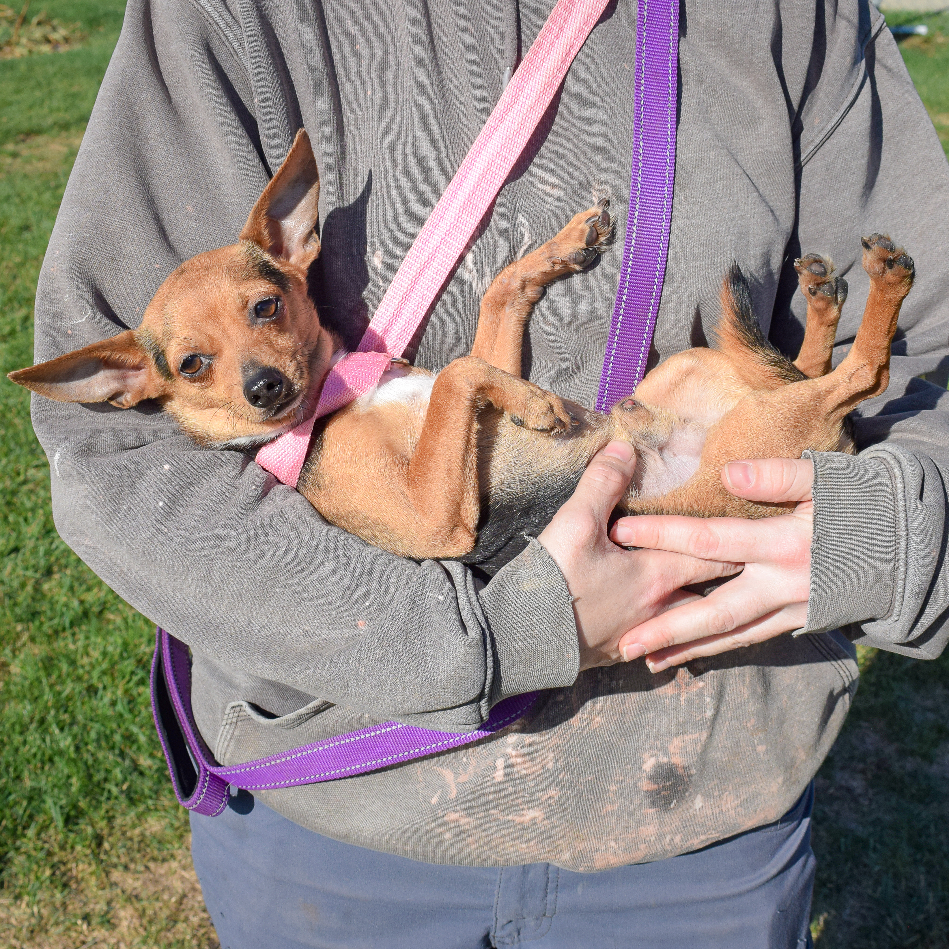 Enlarge Brock, an adoptable mixed breed in Huntley, IL image 5/5