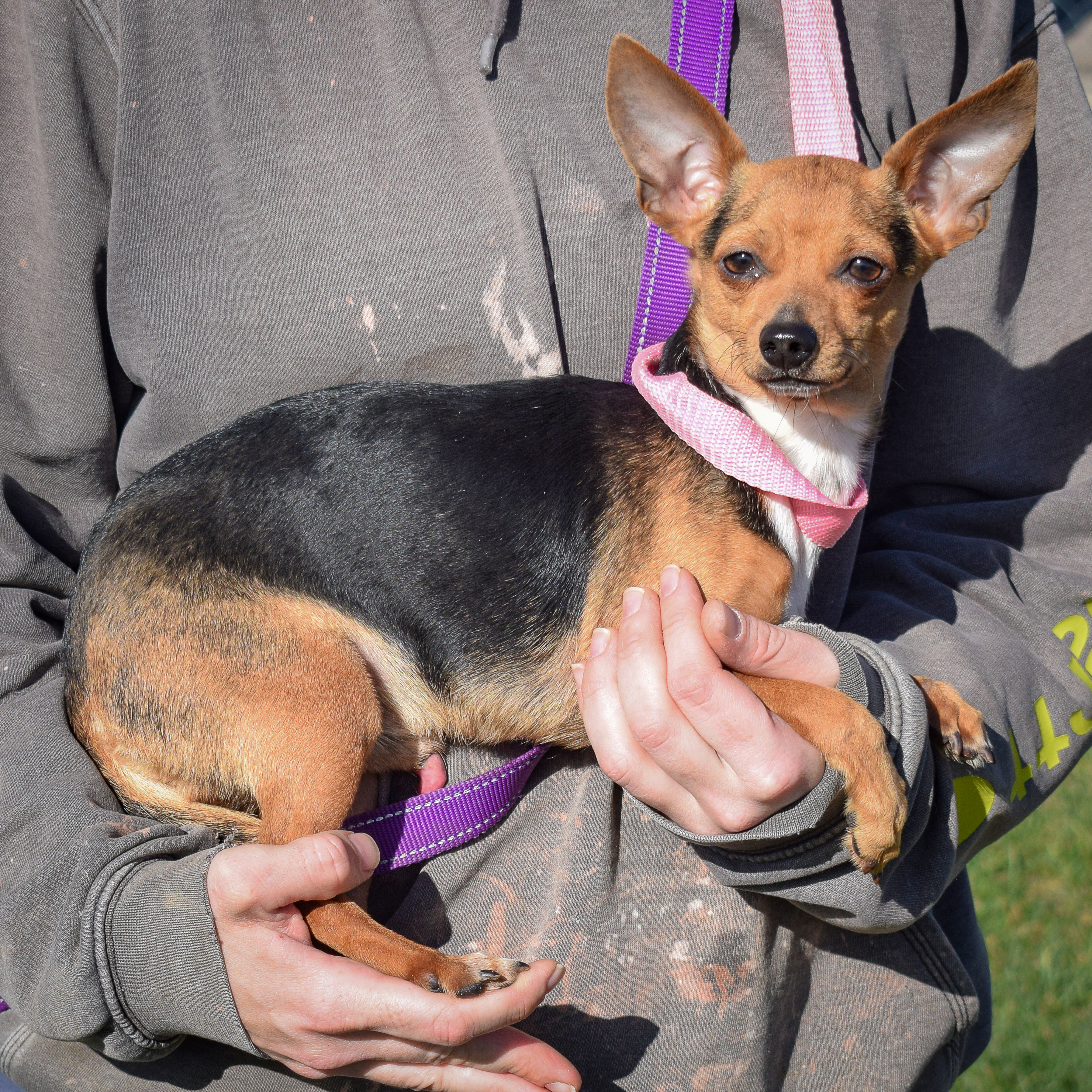 Enlarge Brock, an adoptable mixed breed in Huntley, IL image 2/5