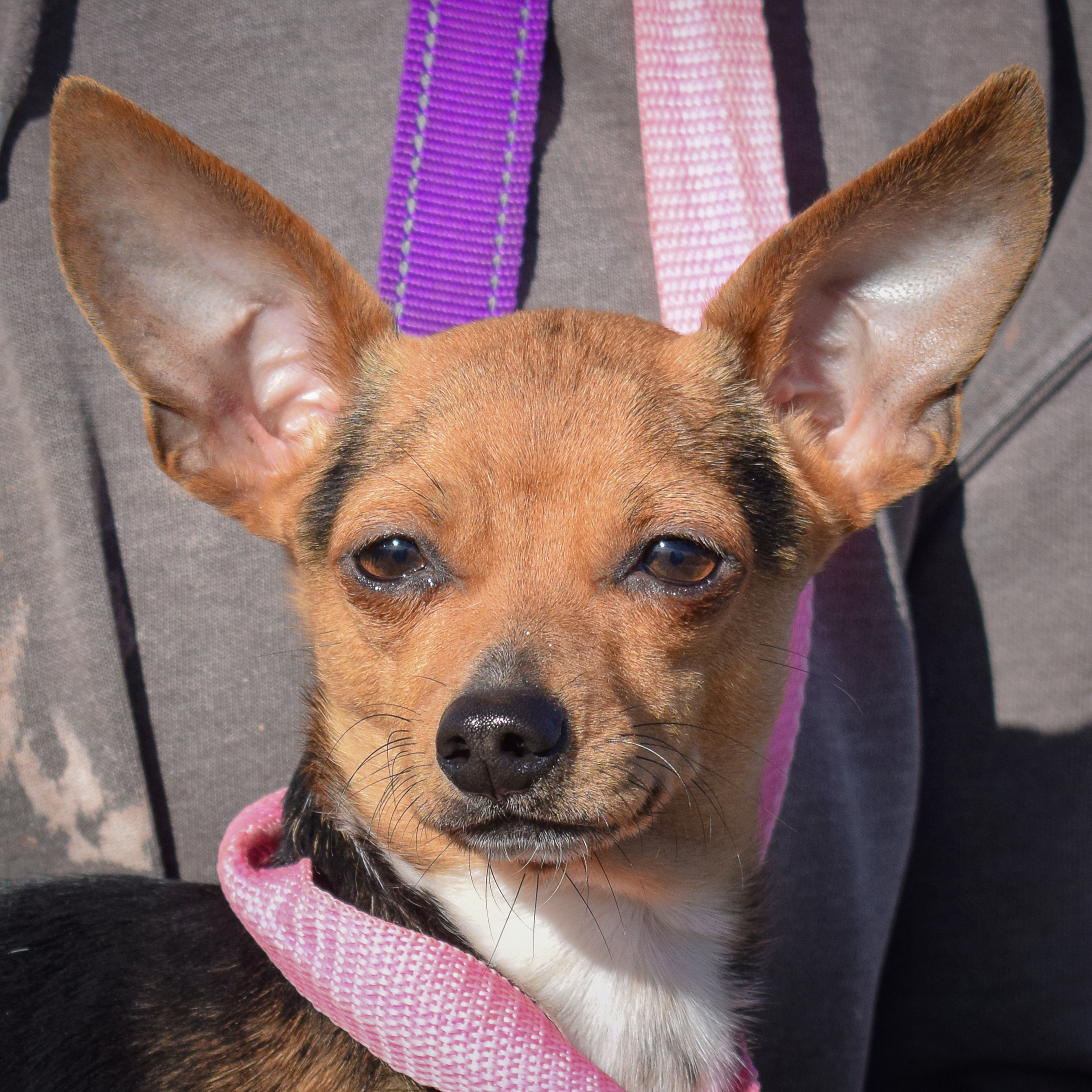 Enlarge Brock, an adoptable mixed breed in Huntley, IL image 1/5