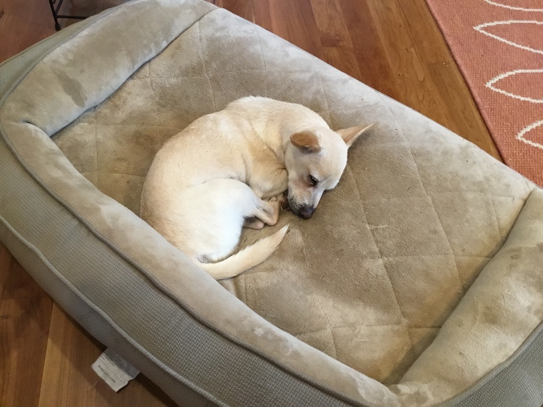 Alfie, Adoptable, Adult Male Chihuahua.