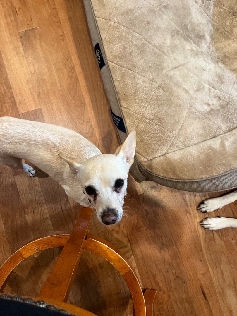 Enlarge Alfie, a Adoptable mixed breed in Barnegat, NJ image 2/15