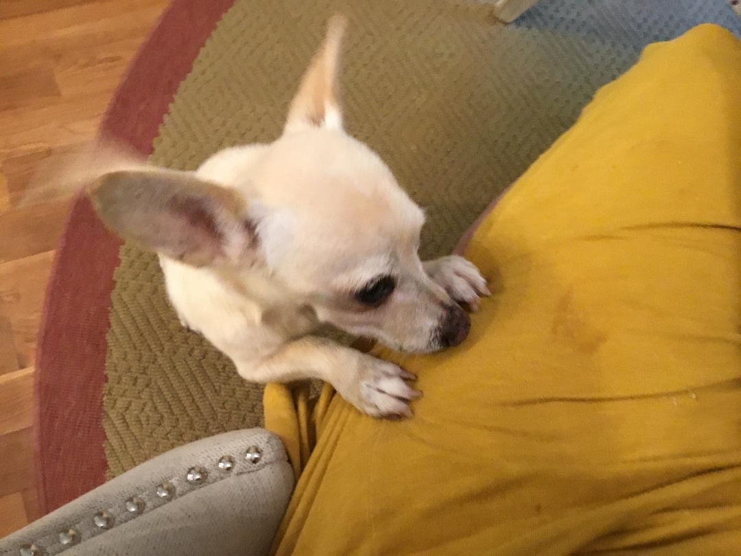 Enlarge Alfie, a Adoptable mixed breed in Barnegat, NJ image 3/15