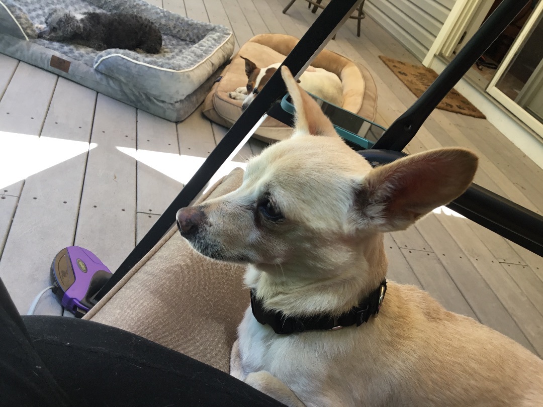 Enlarge Alfie, a Adoptable mixed breed in Barnegat, NJ image 4/15