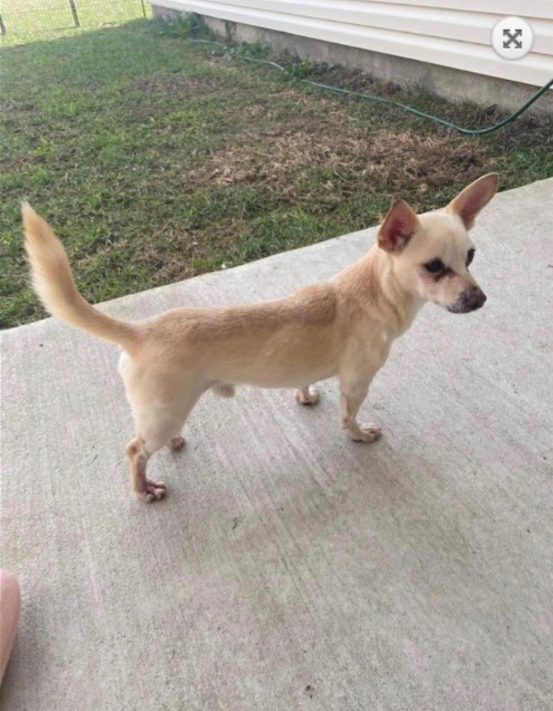 Enlarge Alfie, a Adoptable mixed breed in Barnegat, NJ image 5/15