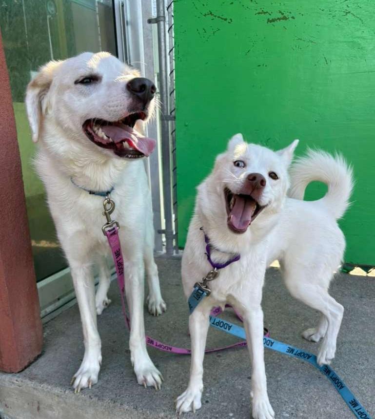 Enlarge Lena, a ADOPTABLE Klee Kai in Norwalk, CT image 3/5