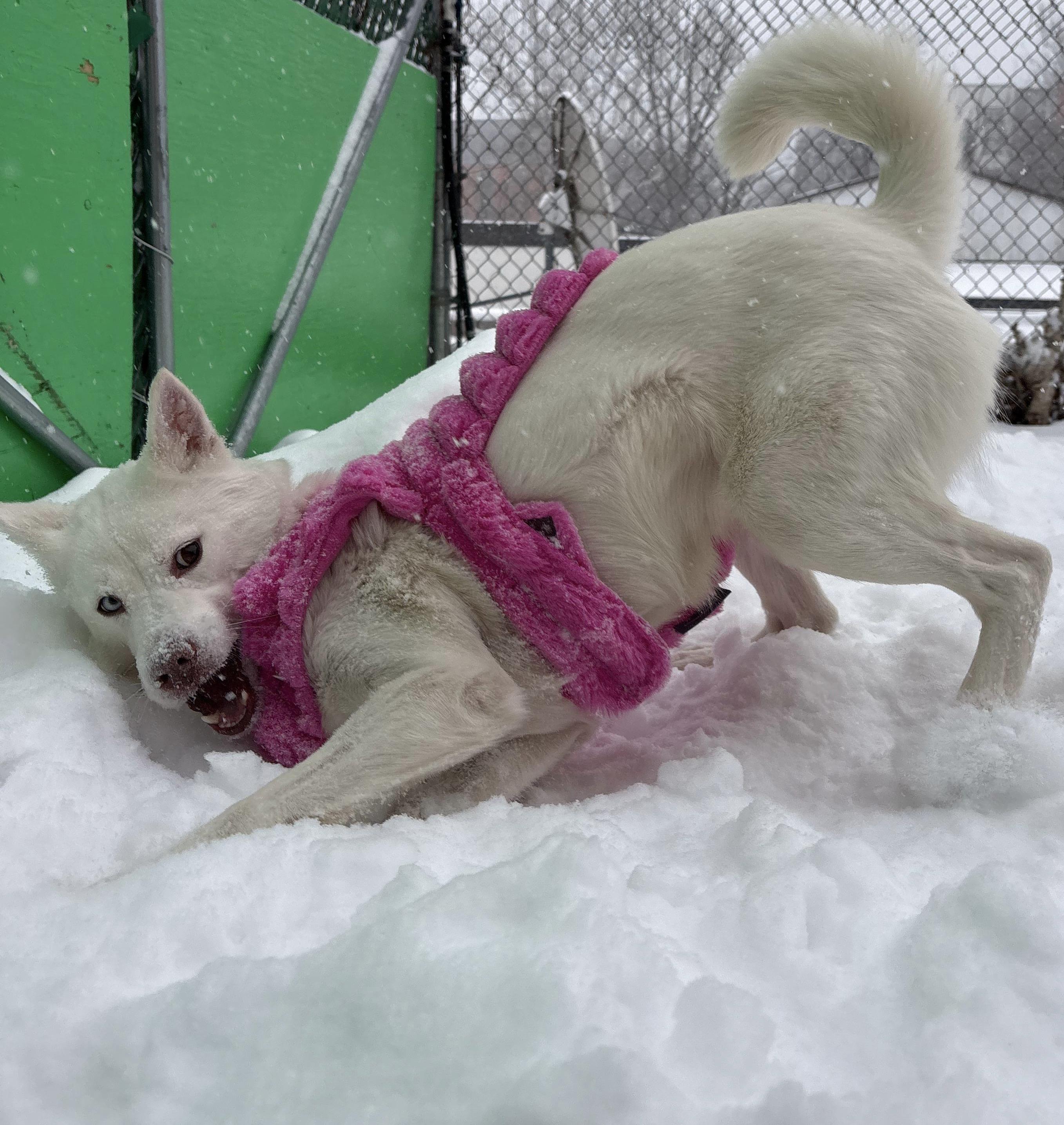 Enlarge Lena, a ADOPTABLE Klee Kai in Norwalk, CT image 1/5