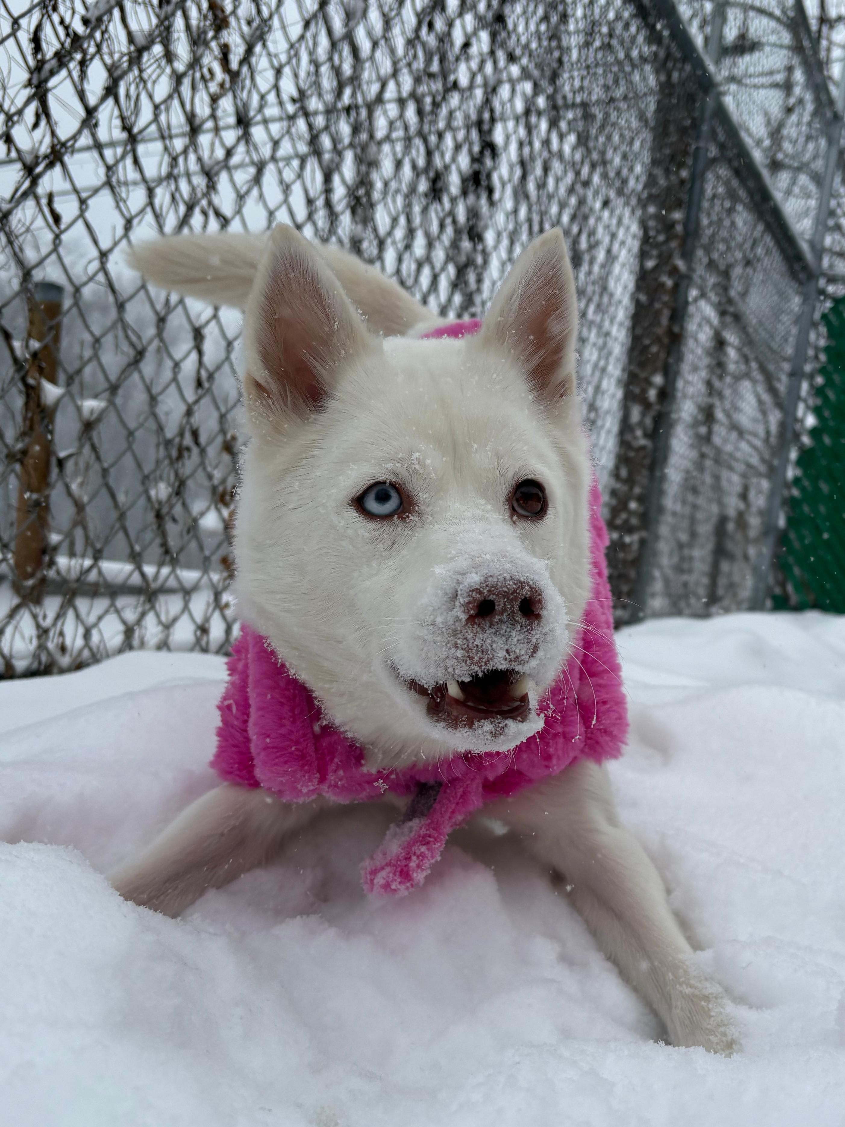 Enlarge Lena, a ADOPTABLE Klee Kai in Norwalk, CT image 5/5
