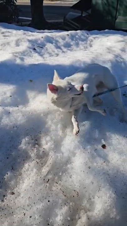 Enlarge Lena, a ADOPTABLE Klee Kai in Norwalk, CT video 4/5