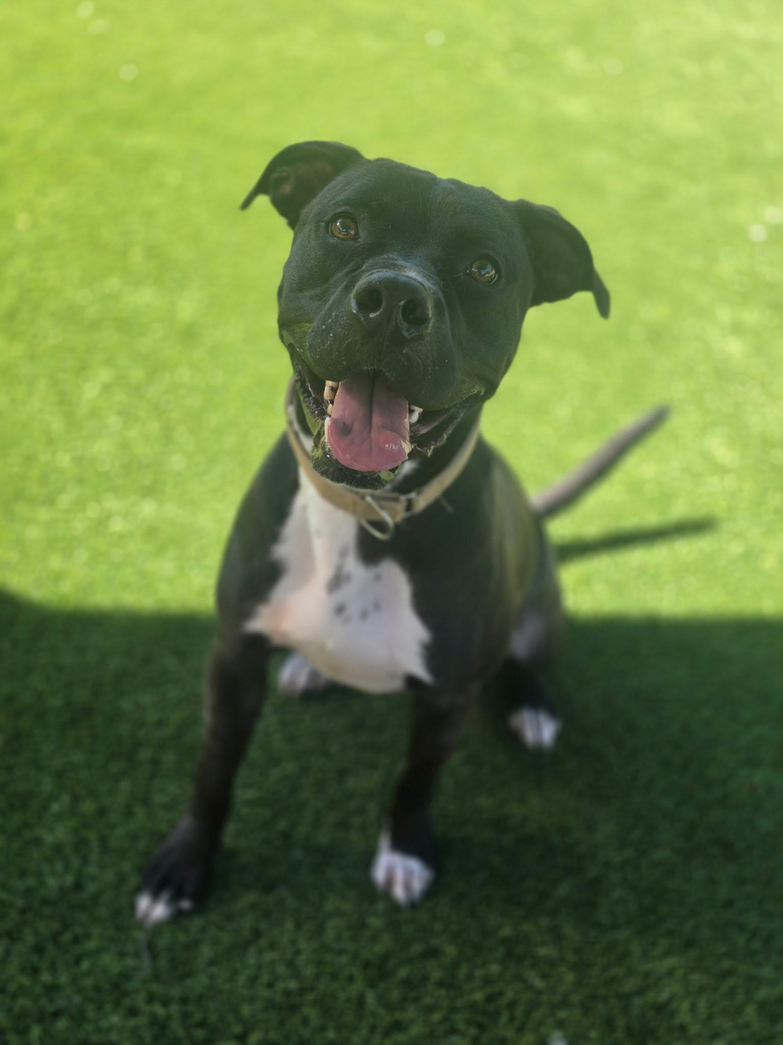 Coffee, ADOPTABLE, Adult Male Pit Bull Terrier.