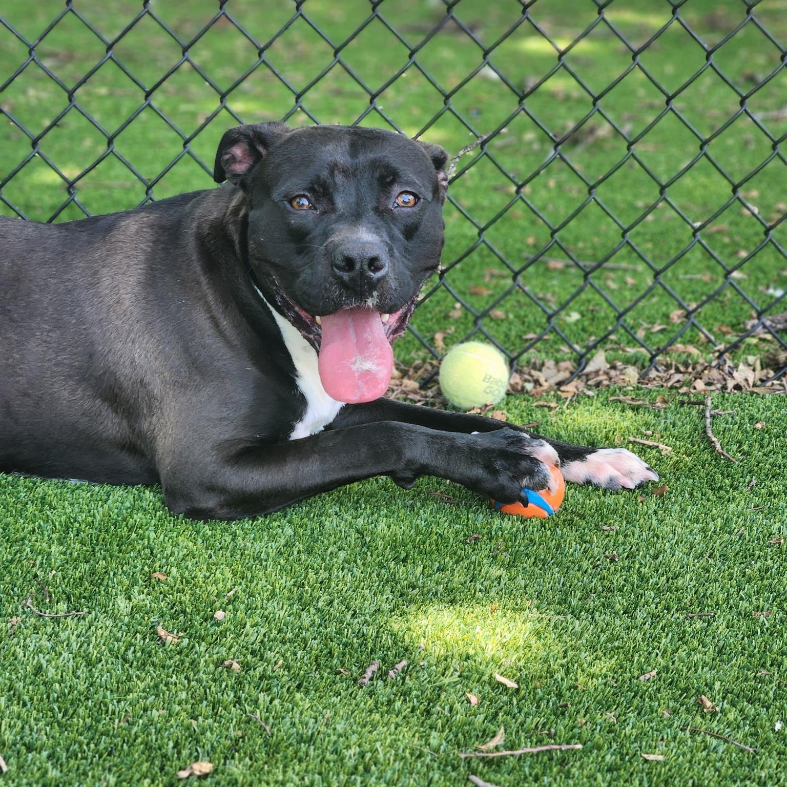 Coffee, ADOPTABLE, Adult Male Pit Bull Terrier.