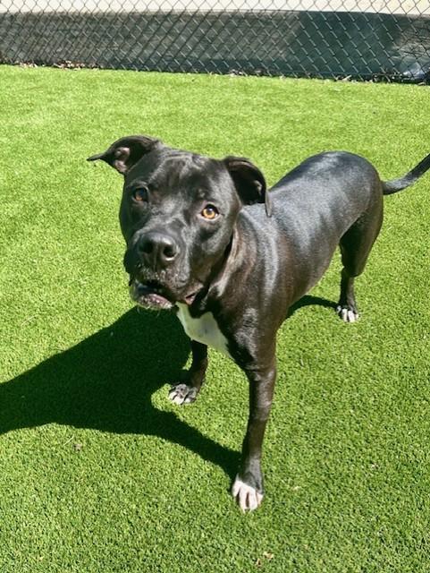 Enlarge Coffee, a ADOPTABLE Pit Bull Terrier in Allen, TX image 1/1
