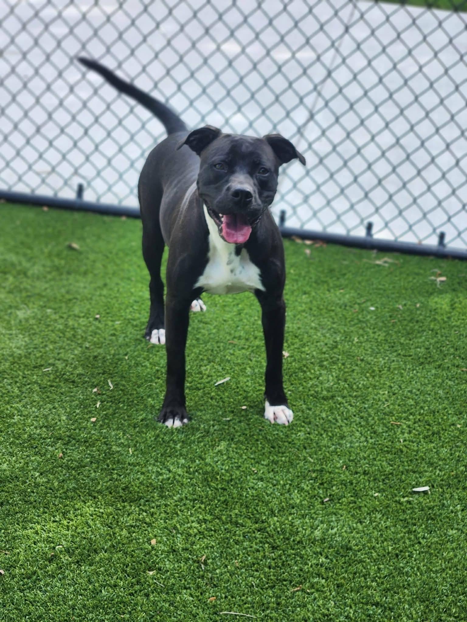 Coffee, a ADOPTABLE mixed breed in Allen, TX image 1/3