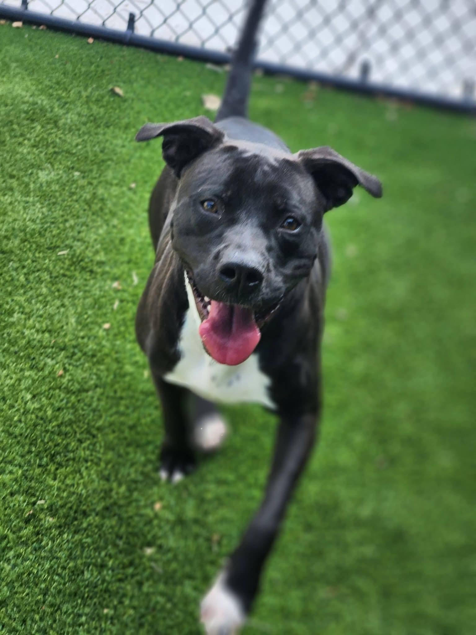 Coffee, a ADOPTABLE mixed breed in Allen, TX image 3/3