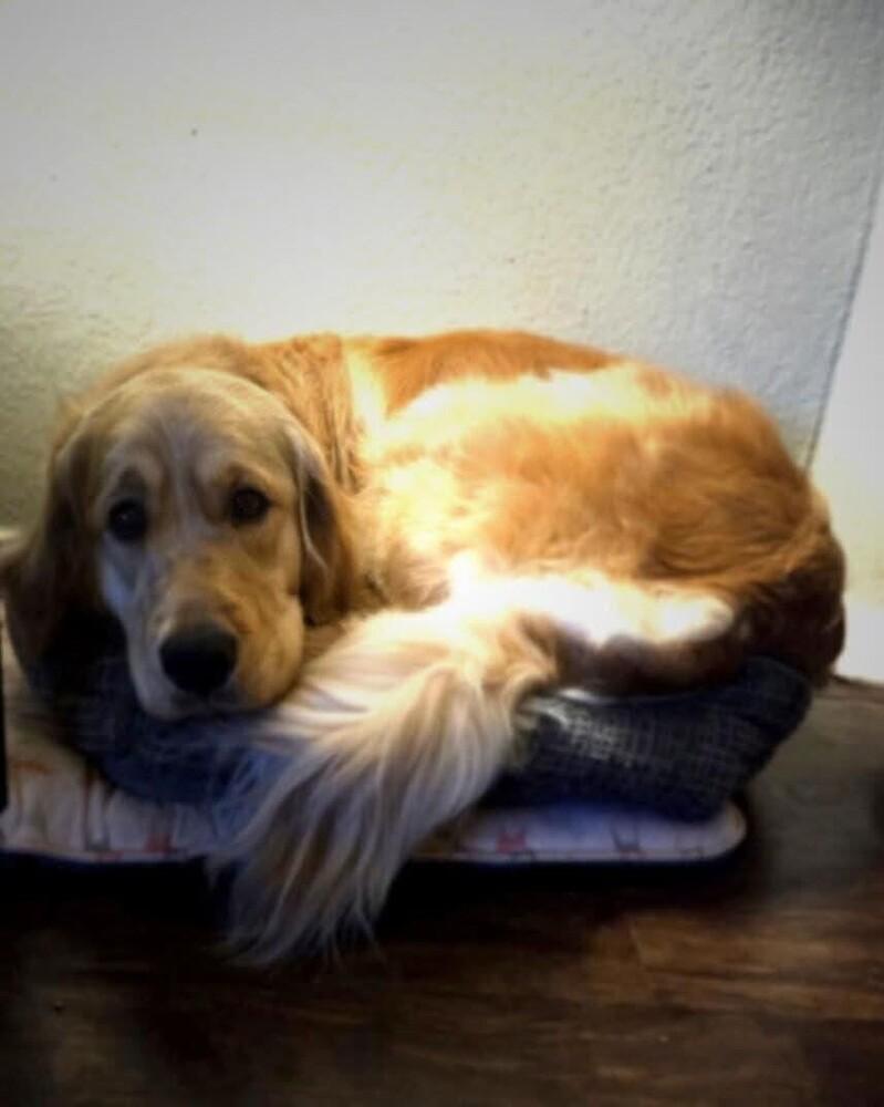 Honey, Adoptable, Adult Female Golden Retriever.