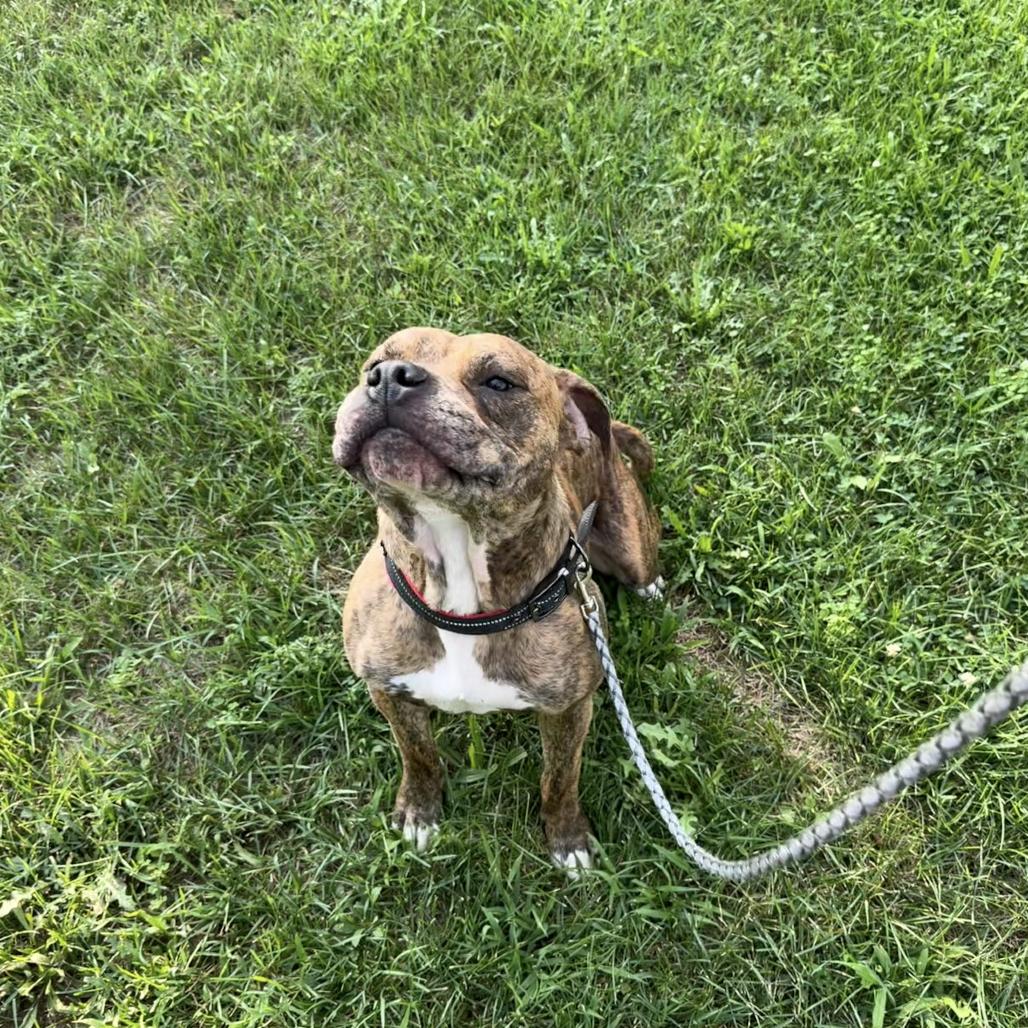 Enlarge Minka, a Adoptable mixed breed in Bristol, IN image 1/2