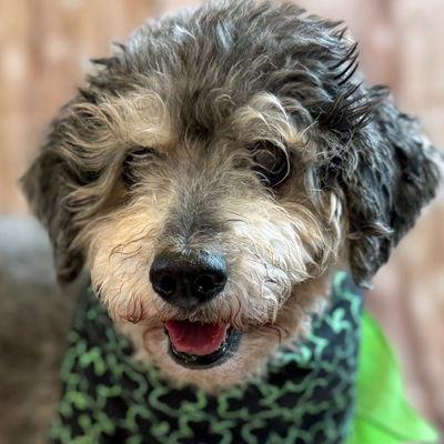 Enlarge Lanny, a Adoptable mixed breed in Arlington, VA image 1/3