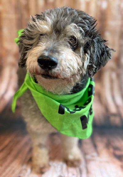 Enlarge Lanny, a Adoptable mixed breed in Arlington, VA image 2/3