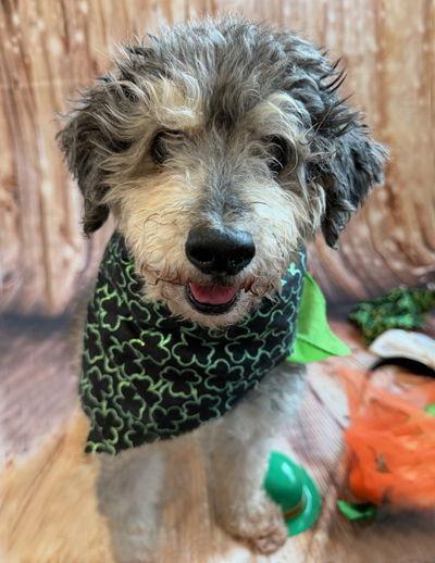 Enlarge Lanny, a Adoptable mixed breed in Arlington, VA image 3/3