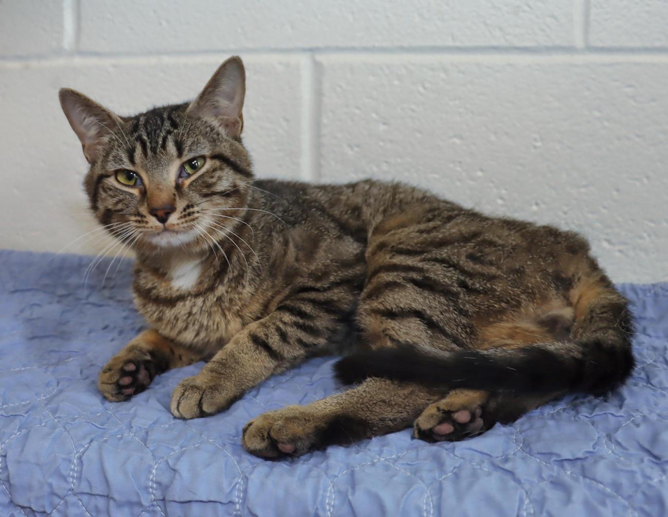 Prince, an adopted Tabby in Euclid, OH image 3/6