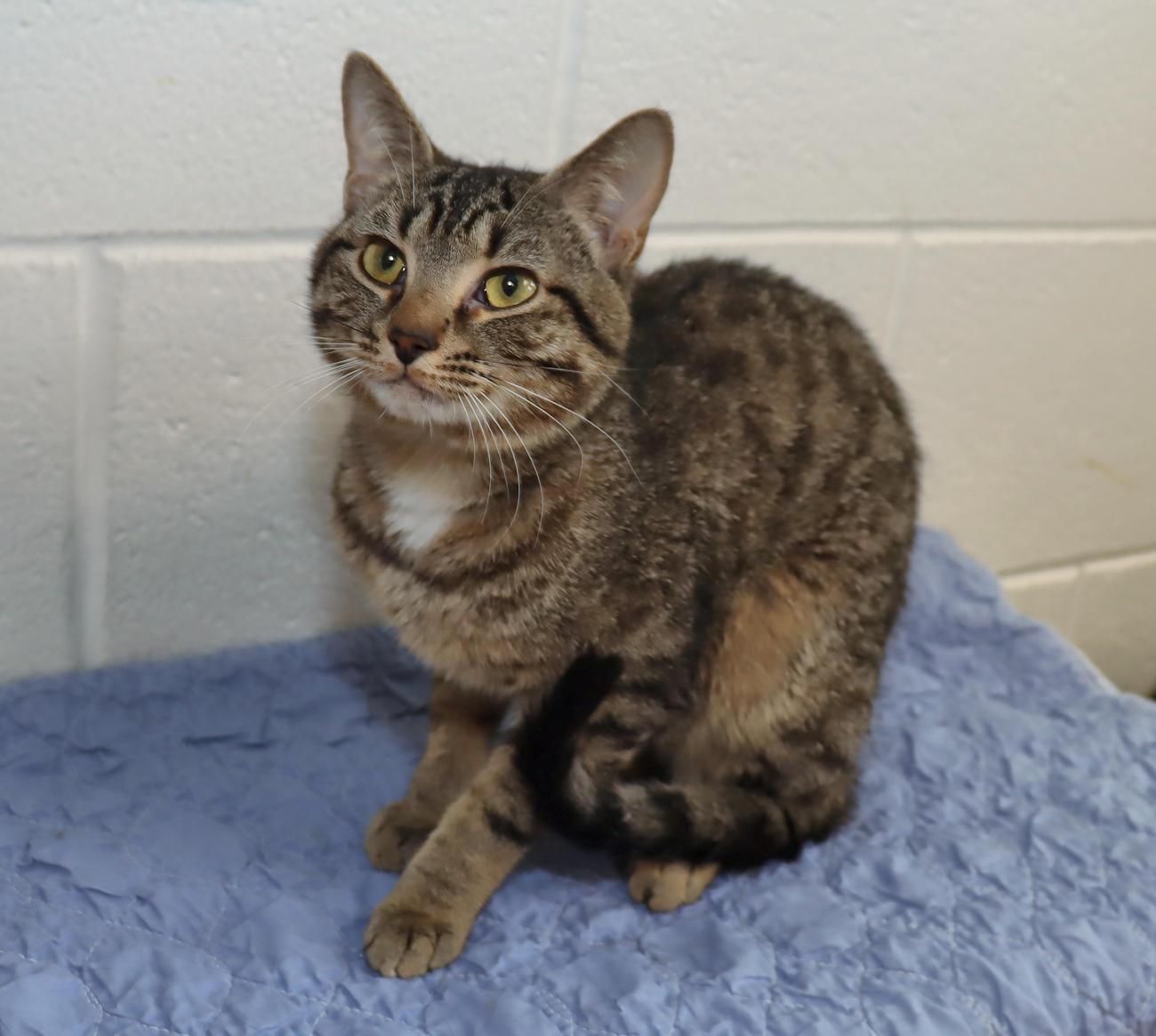 Prince, an adopted Tabby in Euclid, OH image 6/6