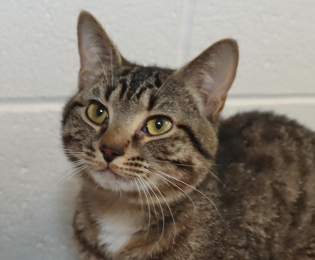 Prince, adopted, Young Male Tabby.