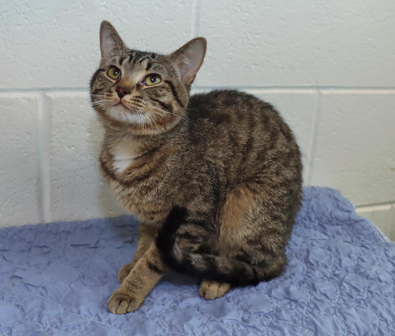 Prince, an adopted Tabby in Euclid, OH image 4/6