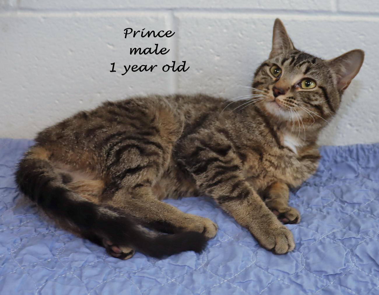 Prince, an adopted Tabby in Euclid, OH image 2/6