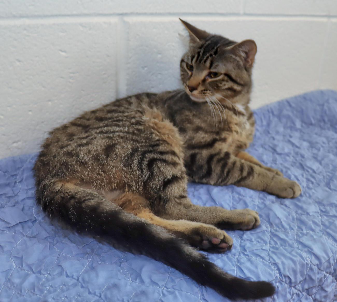 Prince, an adopted Tabby in Euclid, OH image 5/6