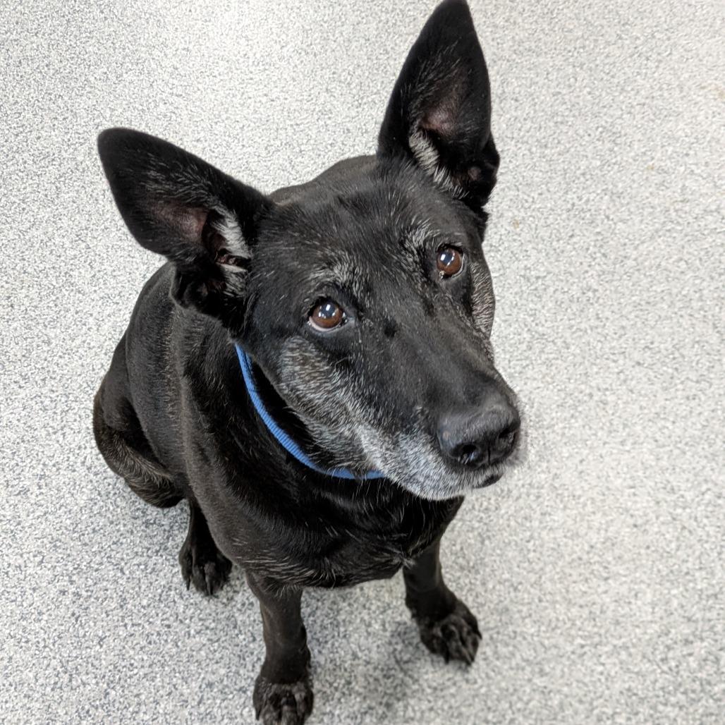 Luna, Adoptable, Senior Female Labrador Retriever & German Shepherd Dog.