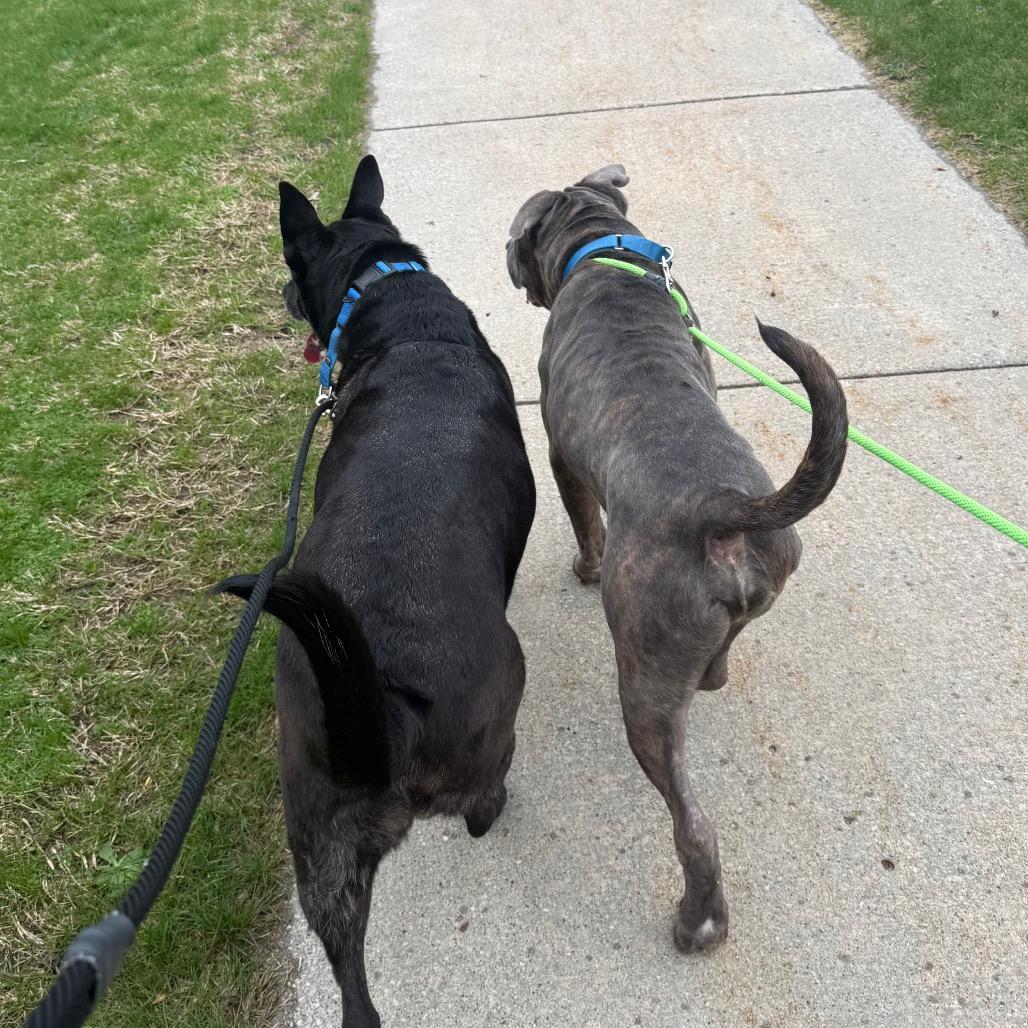 Enlarge Luna, a Adoptable Labrador Retriever in Grand Rapids, MI image 1/5