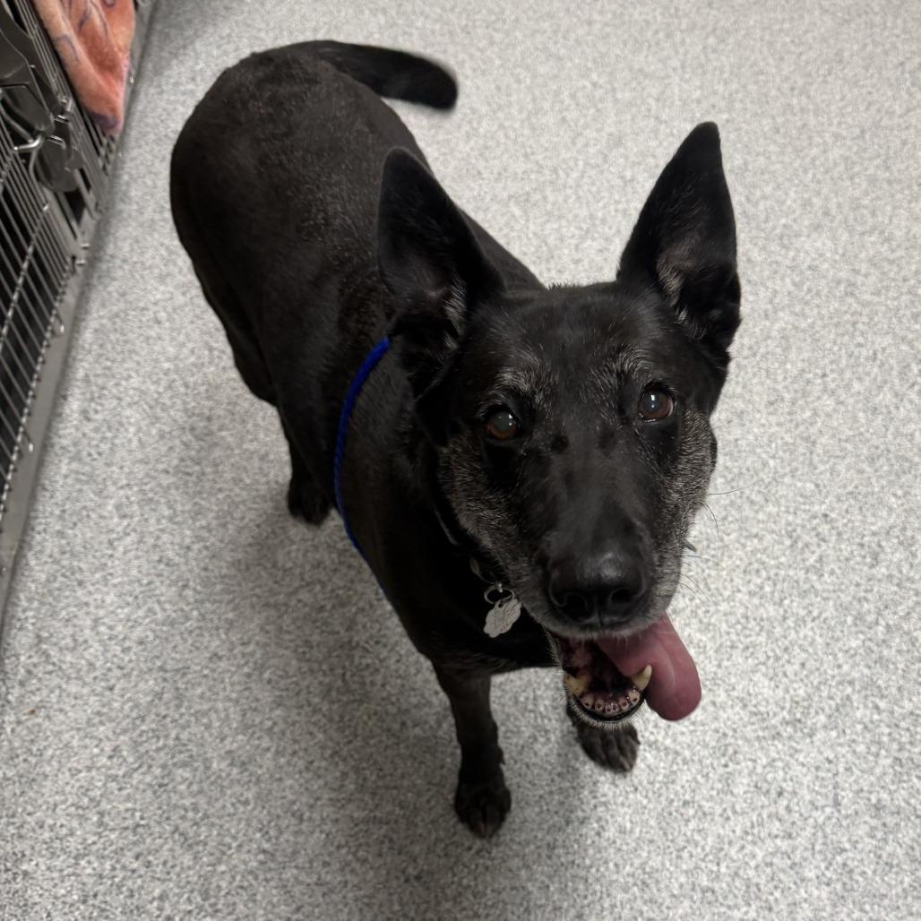 Enlarge Luna, a Adoptable Labrador Retriever in Grand Rapids, MI image 2/5