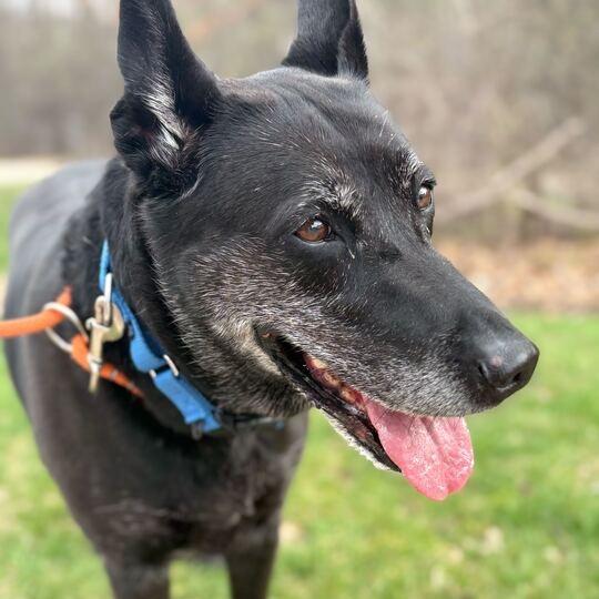Enlarge Luna, a Adoptable Labrador Retriever in Grand Rapids, MI image 3/5