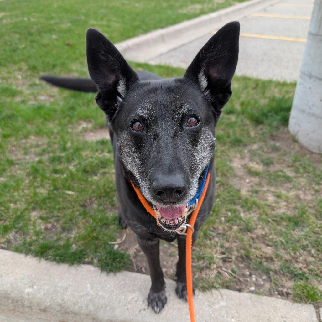 Enlarge Luna, a Adoptable Labrador Retriever in Grand Rapids, MI image 4/5