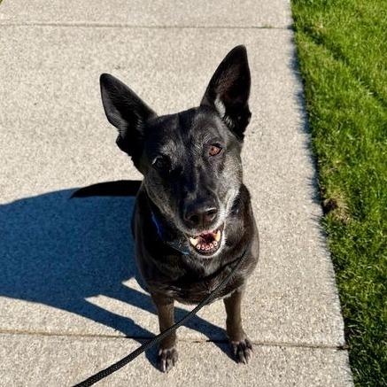 Enlarge Luna, a Adoptable Labrador Retriever in Grand Rapids, MI image 5/5