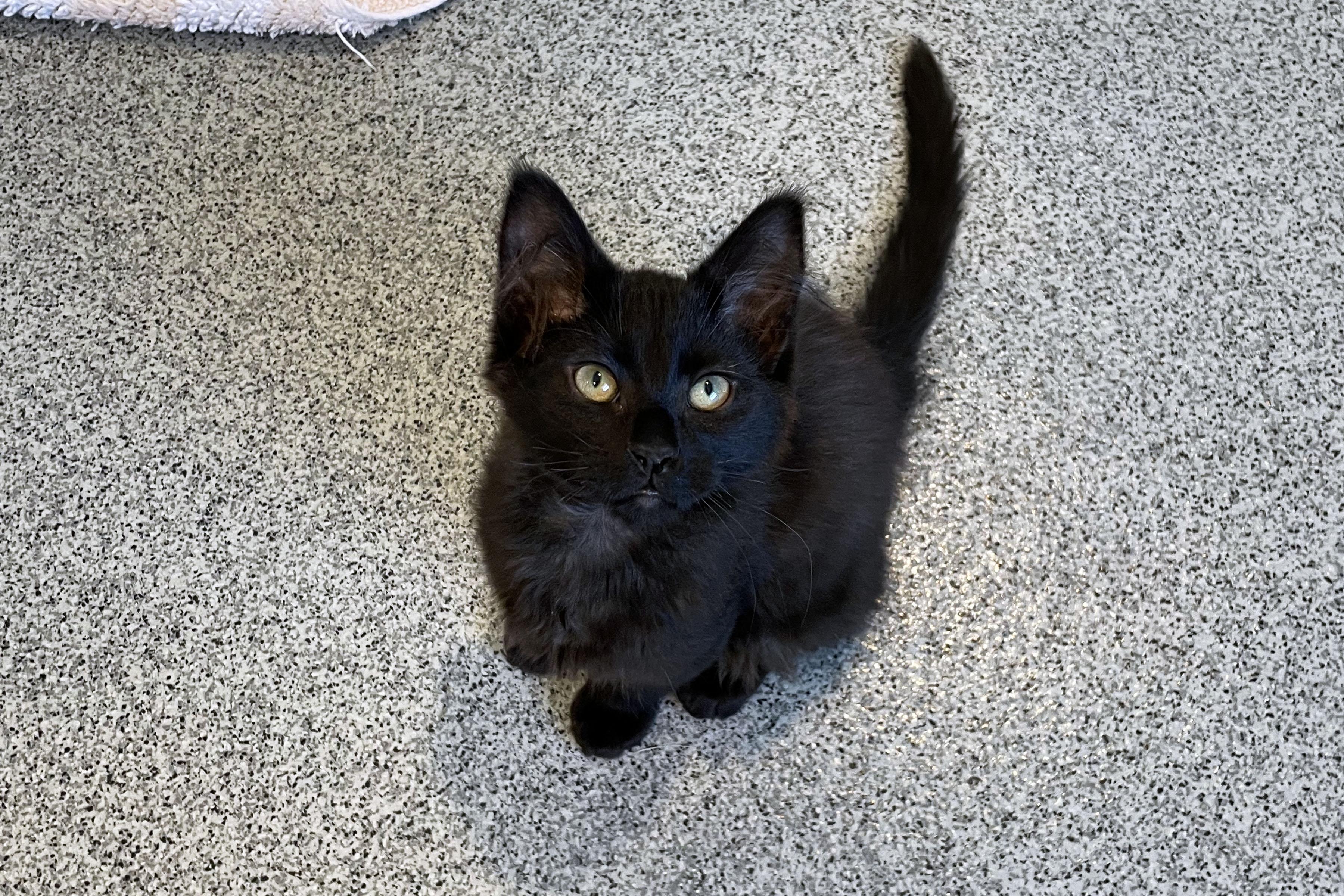 Iva, adopted, Kitten Female Domestic Medium Hair.