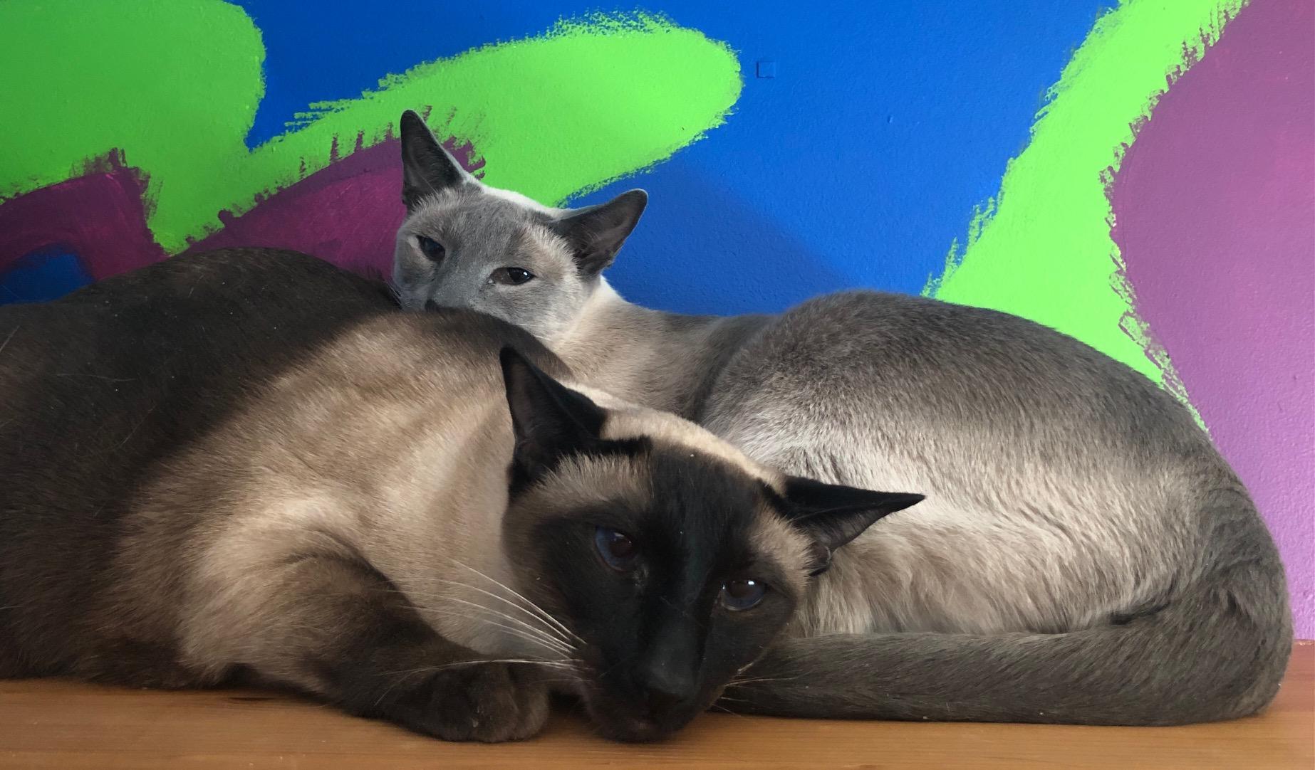 Byron (W/ Shelley & Keats), an adopted Siamese in Caledon, ON image 1/3