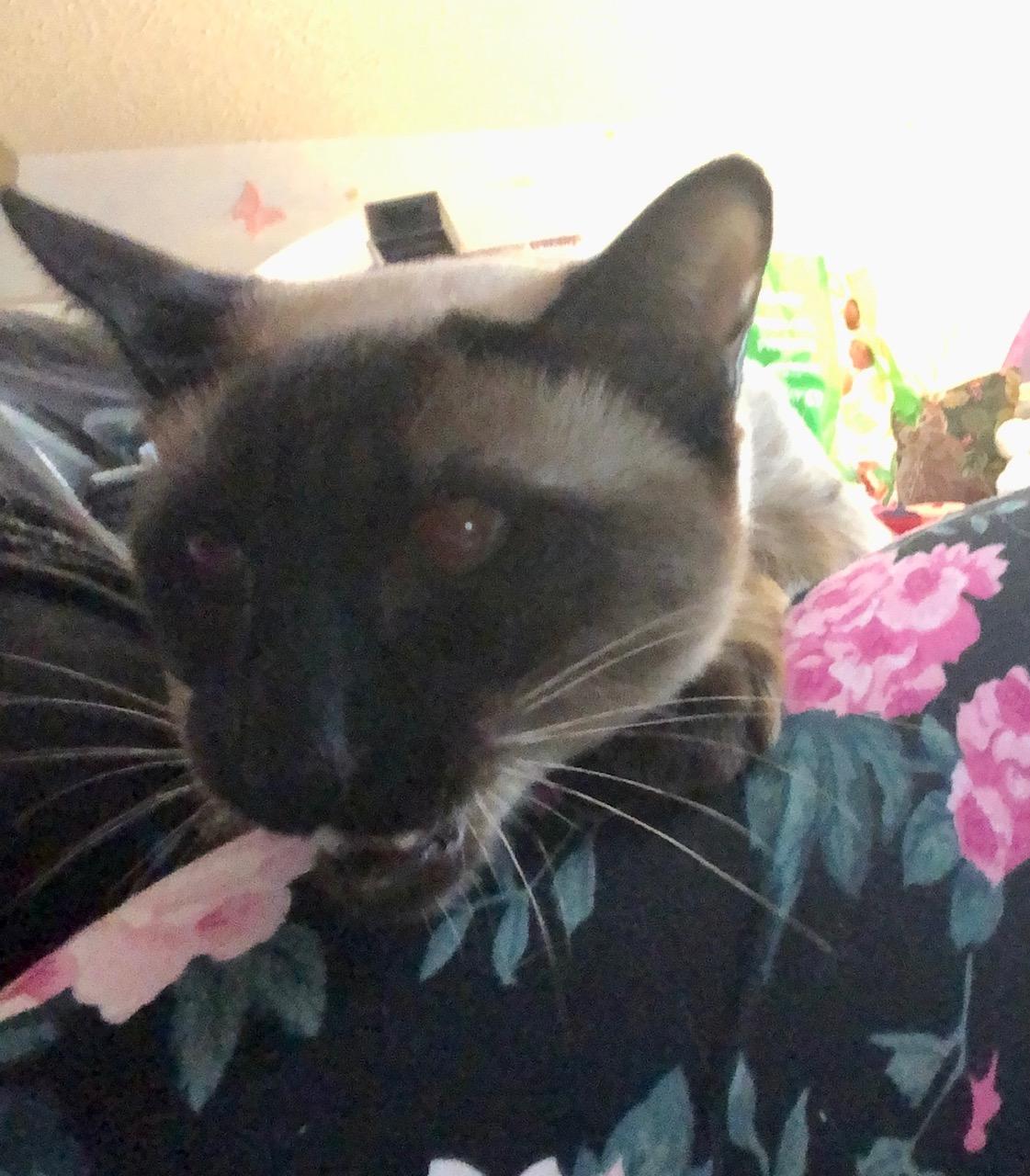 Byron (W/ Shelley & Keats), an adopted Siamese in Caledon, ON image 2/3