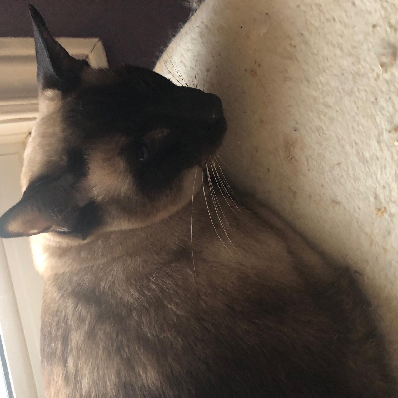 Byron (W/ Shelley & Keats), an adopted Siamese in Caledon, ON image 3/3